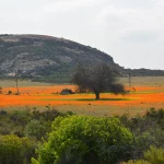 Namaqualand, flowers, Richtersveld