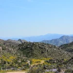 Namaqualand, flowers, Richtersveld