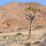 Namaqualand, flowers, Richtersveld
