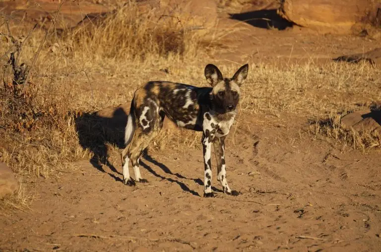 Wild Dog